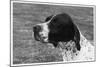 Crufts, 1958, Pointer-null-Mounted Photographic Print