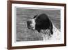 Crufts, 1958, Pointer-null-Framed Photographic Print