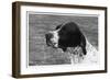 Crufts, 1958, Pointer-null-Framed Photographic Print