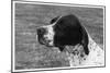 Crufts, 1958, Pointer-null-Mounted Photographic Print