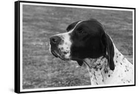 Crufts, 1958, Pointer-null-Framed Stretched Canvas