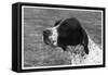 Crufts, 1958, Pointer-null-Framed Stretched Canvas