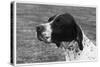 Crufts, 1958, Pointer-null-Stretched Canvas