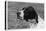 Crufts, 1958, Pointer-null-Stretched Canvas