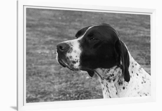 Crufts, 1958, Pointer-null-Framed Photographic Print