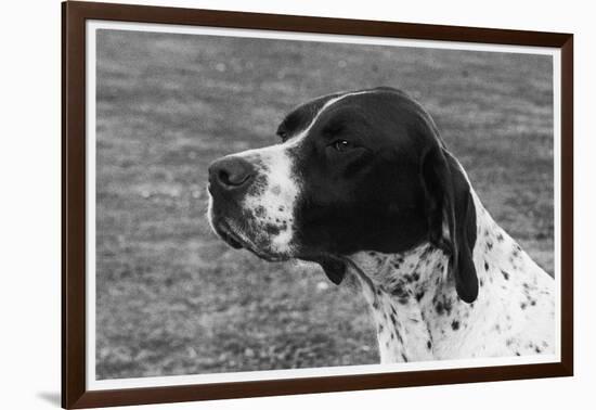 Crufts, 1958, Pointer-null-Framed Photographic Print