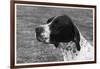 Crufts, 1958, Pointer-null-Framed Photographic Print