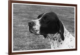 Crufts, 1958, Pointer-null-Framed Photographic Print