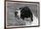 Crufts, 1958, Pointer-null-Framed Photographic Print