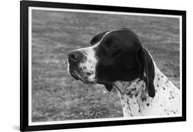 Crufts, 1958, Pointer-null-Framed Photographic Print