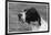 Crufts, 1958, Pointer-null-Framed Photographic Print