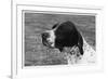 Crufts, 1958, Pointer-null-Framed Photographic Print