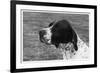 Crufts, 1958, Pointer-null-Framed Photographic Print