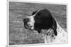 Crufts, 1958, Pointer-null-Mounted Photographic Print