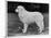 Crufts Winner 1970-null-Stretched Canvas