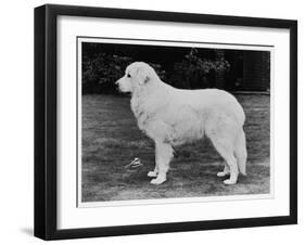 Crufts Winner 1970-null-Framed Premium Photographic Print