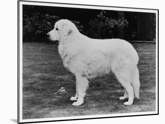 Crufts Winner 1970-null-Mounted Premium Photographic Print