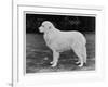 Crufts Winner 1970-null-Framed Photographic Print