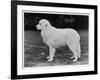 Crufts Winner 1970-null-Framed Photographic Print