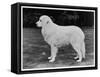 Crufts Winner 1970-null-Framed Stretched Canvas