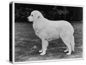 Crufts Winner 1970-null-Stretched Canvas
