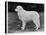 Crufts Winner 1970-null-Stretched Canvas