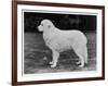 Crufts Winner 1970-null-Framed Photographic Print