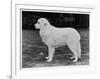 Crufts Winner 1970-null-Framed Photographic Print