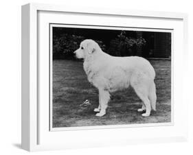 Crufts Winner 1970-null-Framed Photographic Print