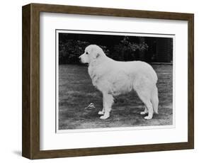 Crufts Winner 1970-null-Framed Photographic Print