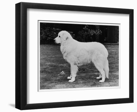 Crufts Winner 1970-null-Framed Photographic Print