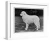 Crufts Winner 1970-null-Framed Photographic Print