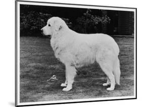 Crufts Winner 1970-null-Mounted Photographic Print