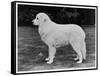 Crufts Winner 1970-null-Framed Stretched Canvas