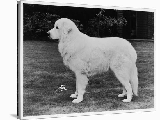 Crufts Winner 1970-null-Stretched Canvas