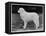 Crufts Winner 1970-null-Framed Stretched Canvas