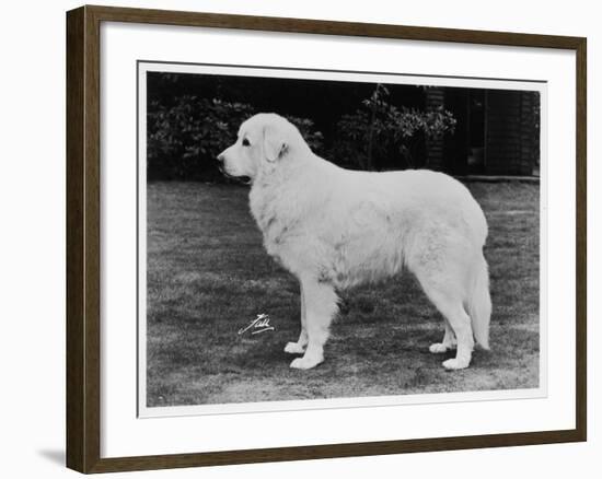 Crufts Winner 1970-null-Framed Photographic Print