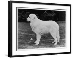 Crufts Winner 1970-null-Framed Photographic Print