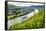 Cruise Ship Passing a Vineyard at Muehlheim, Moselle Valley, Rhineland-Palatinate, Germany, Europe-Michael Runkel-Framed Stretched Canvas