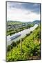 Cruise Ship Passing a Vineyard at Muehlheim, Moselle Valley, Rhineland-Palatinate, Germany, Europe-Michael Runkel-Mounted Photographic Print