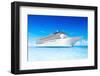 Cruise Ship-Rawpixel-Framed Photographic Print