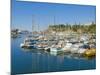 Cruise Ships and Yachts in the Harbour at Funchal, Madeira, Portugal, Atlantic, Europe-Neale Clarke-Mounted Photographic Print