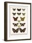 Cruisers, Mountain Beauties, Blue-Spotted Crows, Butterflies-Albertus Seba-Framed Art Print