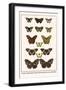 Cruisers, Mountain Beauties, Blue-Spotted Crows, Butterflies-Albertus Seba-Framed Art Print