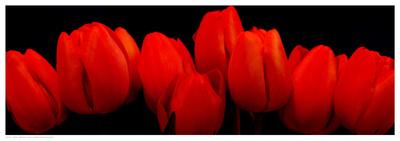 Crimson Tulips-Crum-Laminated Art Print