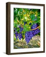 Crush and Fall in the Rattlesnake Hills, Yakima Valley, Washington, Usa-Richard Duval-Framed Photographic Print