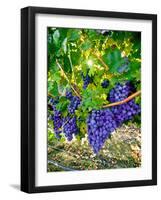 Crush and Fall in the Rattlesnake Hills, Yakima Valley, Washington, Usa-Richard Duval-Framed Photographic Print