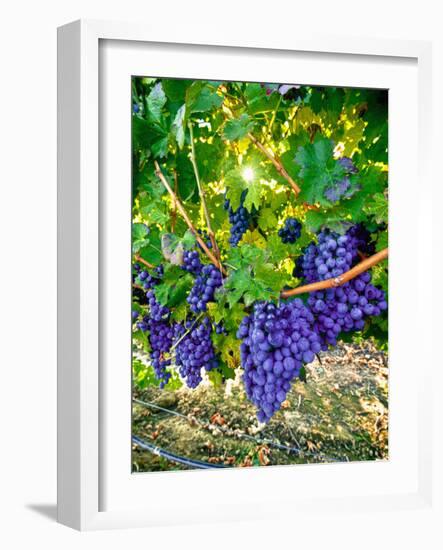 Crush and Fall in the Rattlesnake Hills, Yakima Valley, Washington, Usa-Richard Duval-Framed Photographic Print