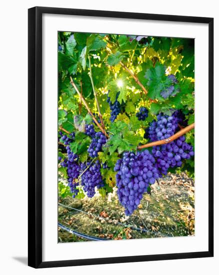 Crush and Fall in the Rattlesnake Hills, Yakima Valley, Washington, Usa-Richard Duval-Framed Photographic Print