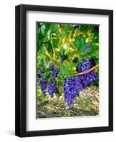 Crush and Fall in the Rattlesnake Hills, Yakima Valley, Washington, Usa-Richard Duval-Framed Premium Photographic Print